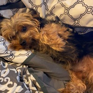 Meet your Posher, Vermell